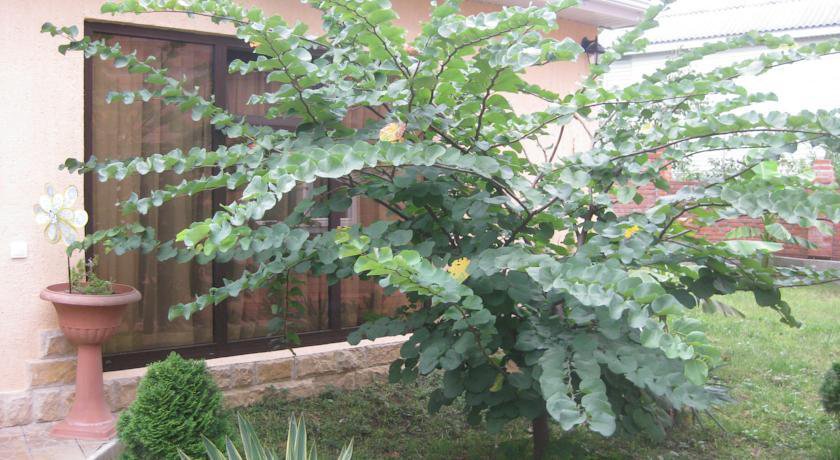 Гостиница Гостевой Дом у Дмитрия Ольгинка-8