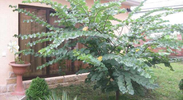 Гостиница Гостевой Дом у Дмитрия Ольгинка-7