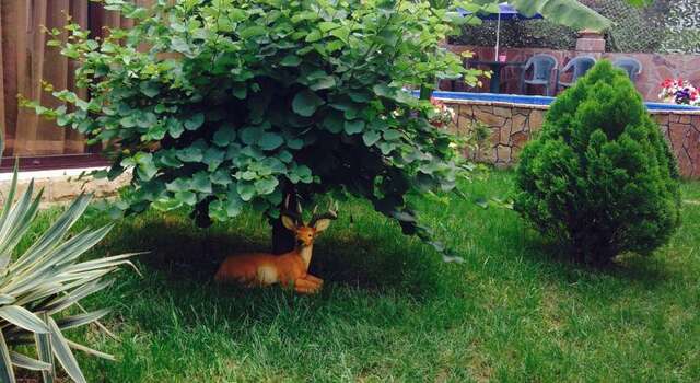 Гостиница Гостевой Дом у Дмитрия Ольгинка-41